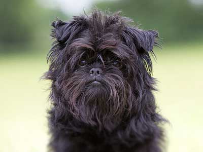 Affenpinscher Precio