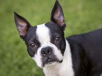 Boston Terrier Precio