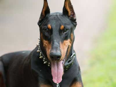 Doberman Precio