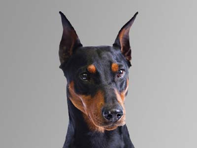 Pinscher Alemán Precio