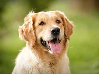 Golden Retriever Precio