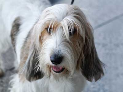 Grand Basset Griffon Vendeen Precio