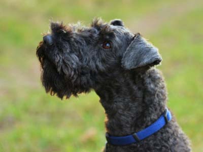 Kerry Blue Terrier Precio