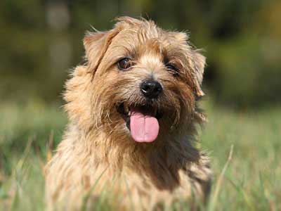 Terrier de Norfolk Precio