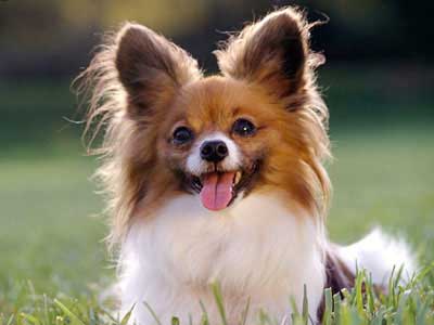 Papillon Precio