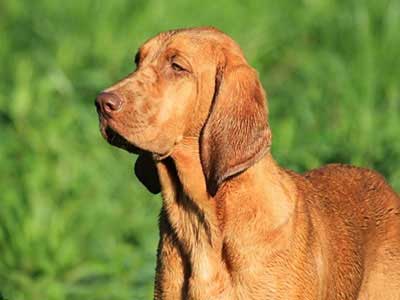 Coonhound de Hueso Rojo Precio