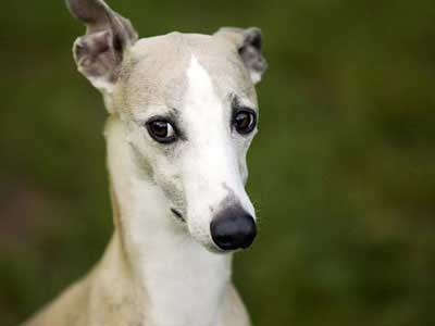 Whippet Precio